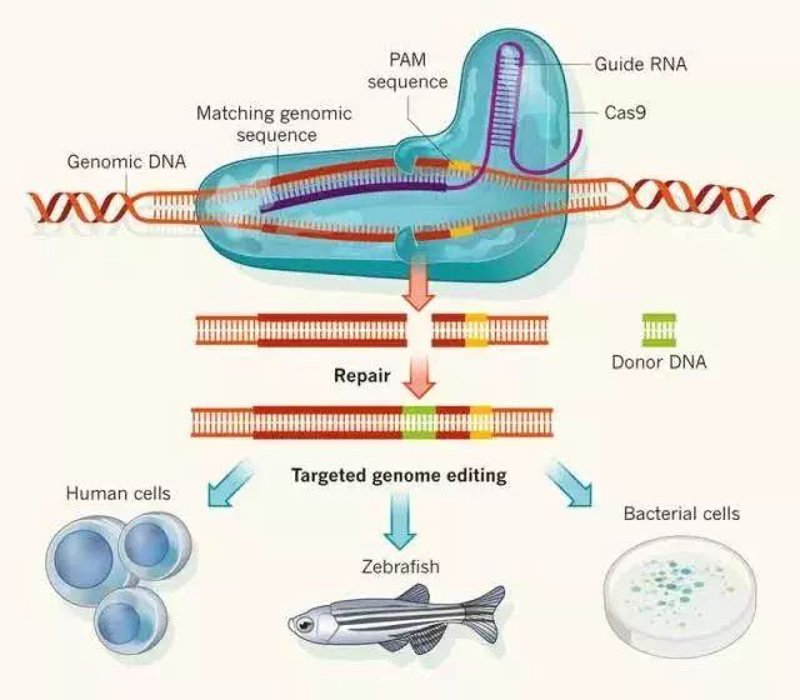 生物科技行业的竞争日益激烈，全球范围内多家生物科技公司凭借其技术创新、市场表现和研发实力脱颖而出。本文将从多个维度对生物科技行业中的十家知名企业进行分析，帮助读者了解这些公司的优势与不足。